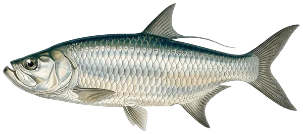 Tarpon