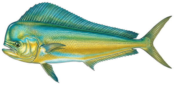 Mahi-Mahi